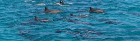 « NAGER EN MER ROUGE AVEC LES DAUPHINS SAUVAGES » , Juillet 2019
