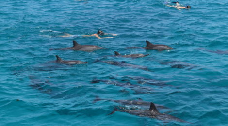 « NAGER EN MER ROUGE AVEC LES DAUPHINS SAUVAGES » , Juillet 2019