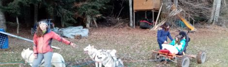 Chiens de traineaux, Janvier 2020