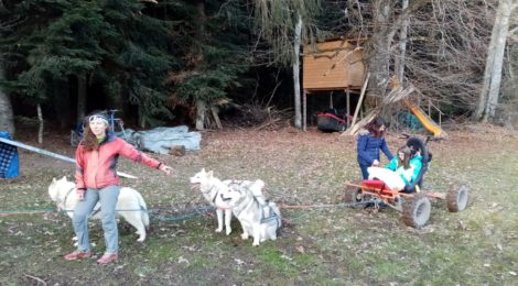 Chiens de traineaux, Janvier 2020